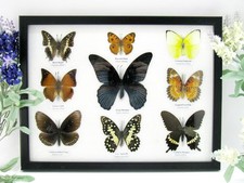 9 Farfalle splendidamente