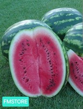 50 SEMI DI ANGURIA CRIMSON SWEET COCOMERO MELONE D'ACQUA ROSSO SEMENTI ORTAGGI