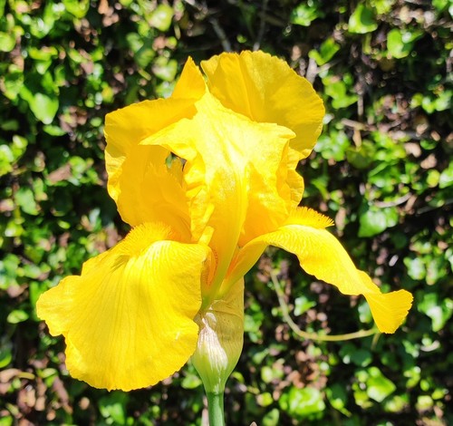 Rizomi iris germanica - n°3,