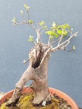 Pre bonsai acero palmato - di,