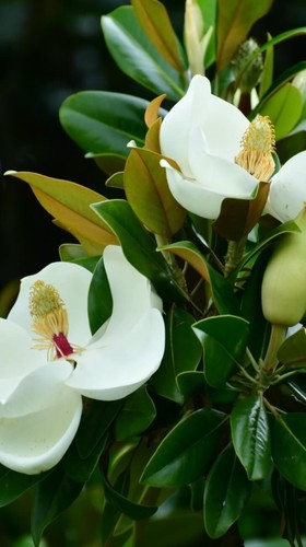 Pianta esterno magnolia - da,
