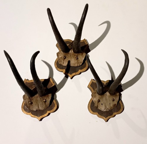 Collezione vecchi trofei - collezione,