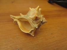 CONCHIGLIA MARINA lunga 7 cm di diametro maggiore OTTIMA