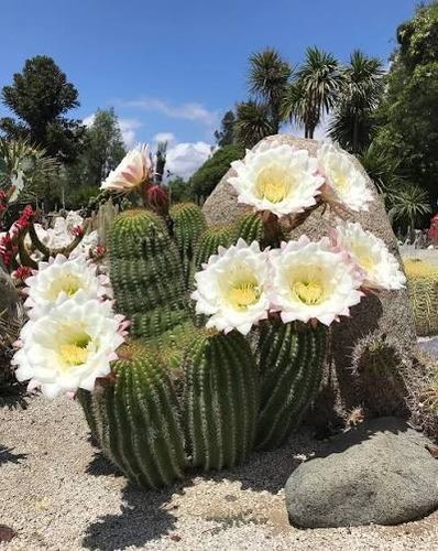 Tri cereus schickendantzii - tri.cereus,