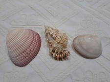  Lotto Conchiglie 