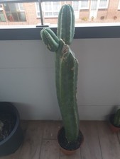 Pachanoi, San🌵Pedro 80CMS