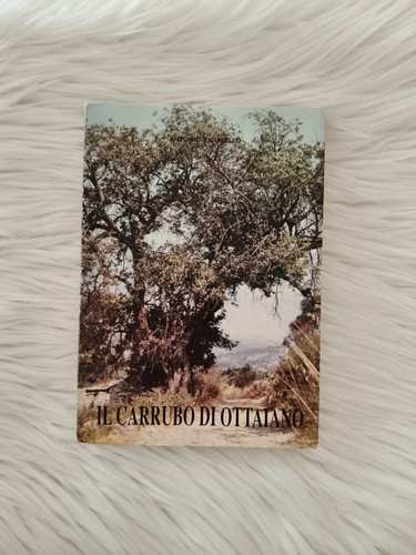 Carrubo ottaiano - carrubo, di