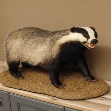 Dachs Su Decorazione