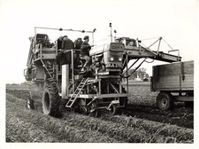 Foto stampa Root Harvesters
