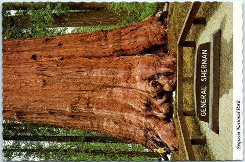 General sherman tree parco - tree,