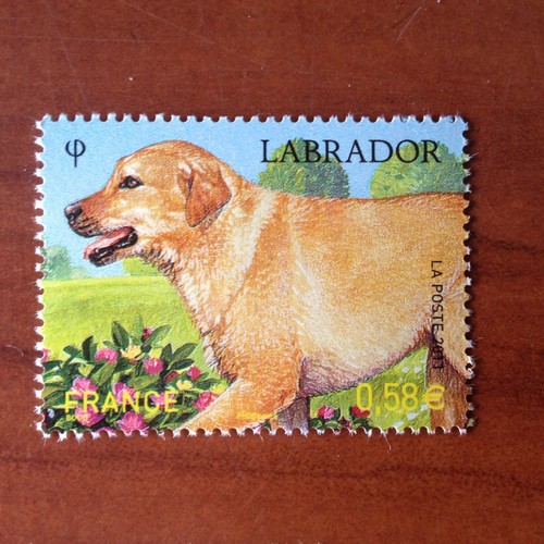 Francia 4545 cane - francia,