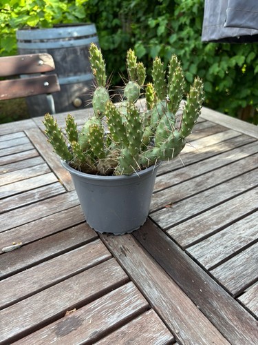 Opuntia fragilis cactus - opuntia, /