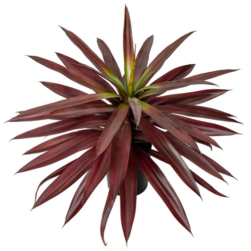Splendida grande pianta - , di