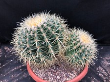 Echinocactus grusonii cactus - echinocactus,