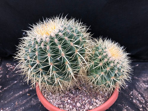 Echinocactus grusonii cactus - echinocactus,
