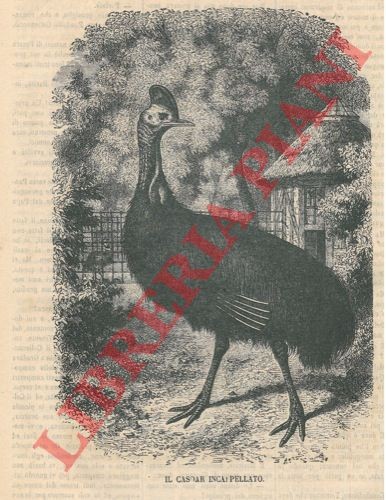 Ornitologia il casoar - -,