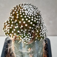 Mammillaria Luethyi Cactus