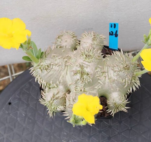 Fiori gialli pachypodium - fiori,