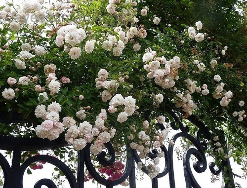Semi rosa bianca - 70,