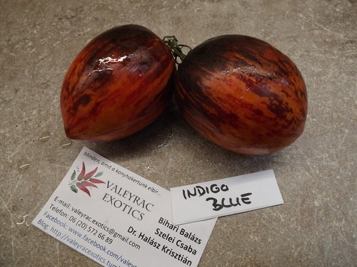 Indigo blue tomate - indigo,
