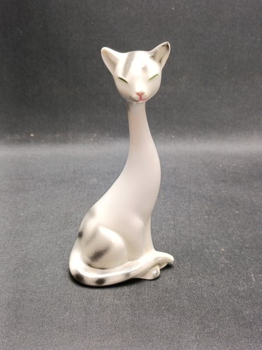 Silesian siamese grey cat - grey,