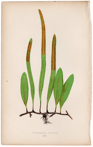 Antica stampa botanica 1872