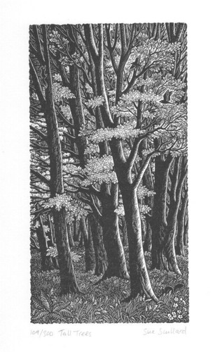 Incisione legno sue - incisione,