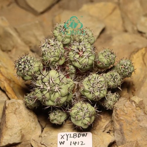 Cm ortegocactus - 6,5,