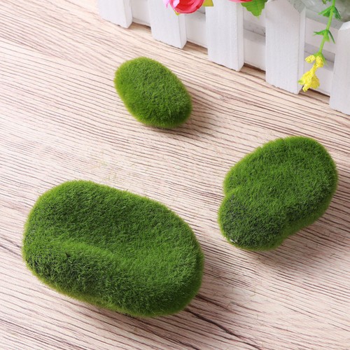 Muschio per orchidee terrario - orchidee,