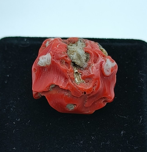 Ramo corallo rosso italiano - di,