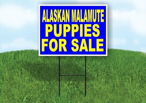 Alaskan malamute cuccioli - alaskan,