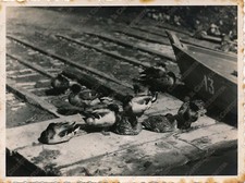 1934 LATINA Anatre addomesticate caccia imbarcadero Fogliano Fotografia Frollini