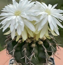 Discocactus crystallophilus - , hu