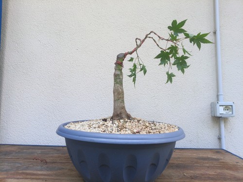 Bonsai acero palmato - acero,