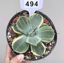 Vaso 14 cm Agave parryi var
