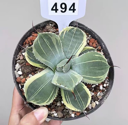 Vaso agave parryi var - agave,