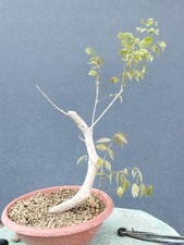 Bonsai di Glicine 50x15cm In