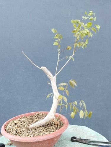 Bonsai glicine 50x15cm - 50x15cm, in