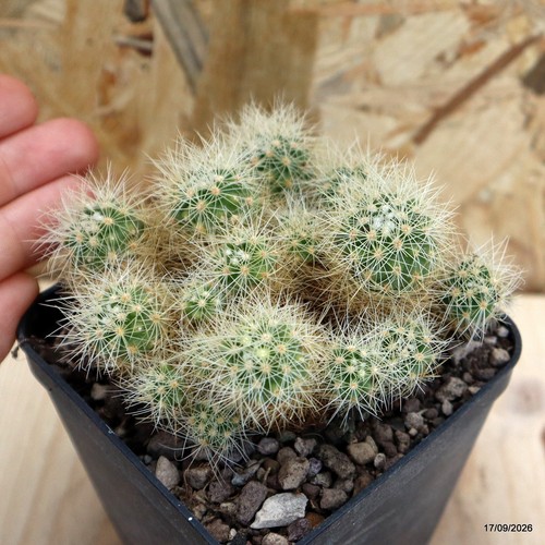 Mammillaria vaso 8 - vaso,