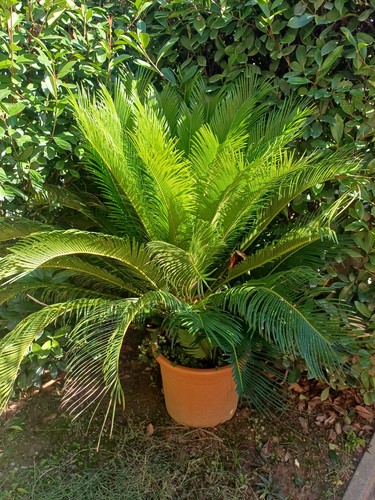 Cycas adulta con - tronco, cm