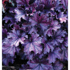 Heuchera "Forever Purple" -