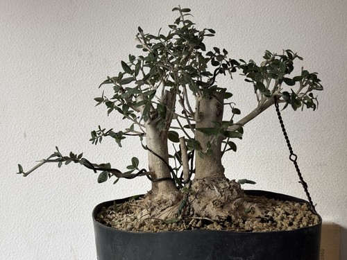Olivastro bonsai shohin olea - -,