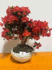 Bonsai Di Azalea Fiore Rosso