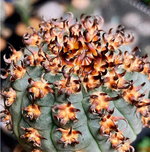3pz gymnocalycium spegazzinii - gymnocalycium,