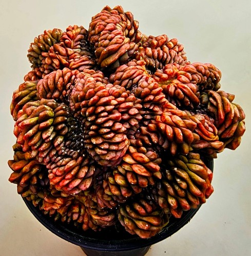 Bellissimo gymnocalycium - bellissimo,