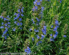 Piante aromatiche 500 SEMI DI ISSOPO Hyssopus officinalis