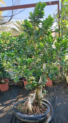 Esemplare ficus bonsai - di,