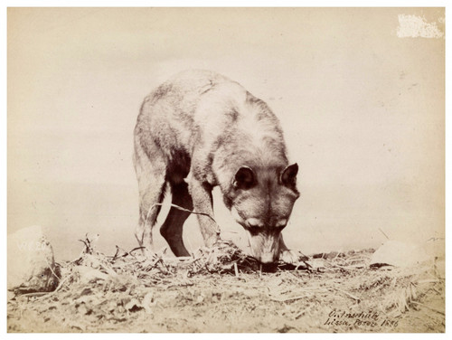 Ottomar anschutz wolf - ottomar, vintage