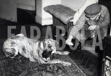 Foto vintage Animali, un cane