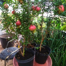 Piante melograno nano - 2,